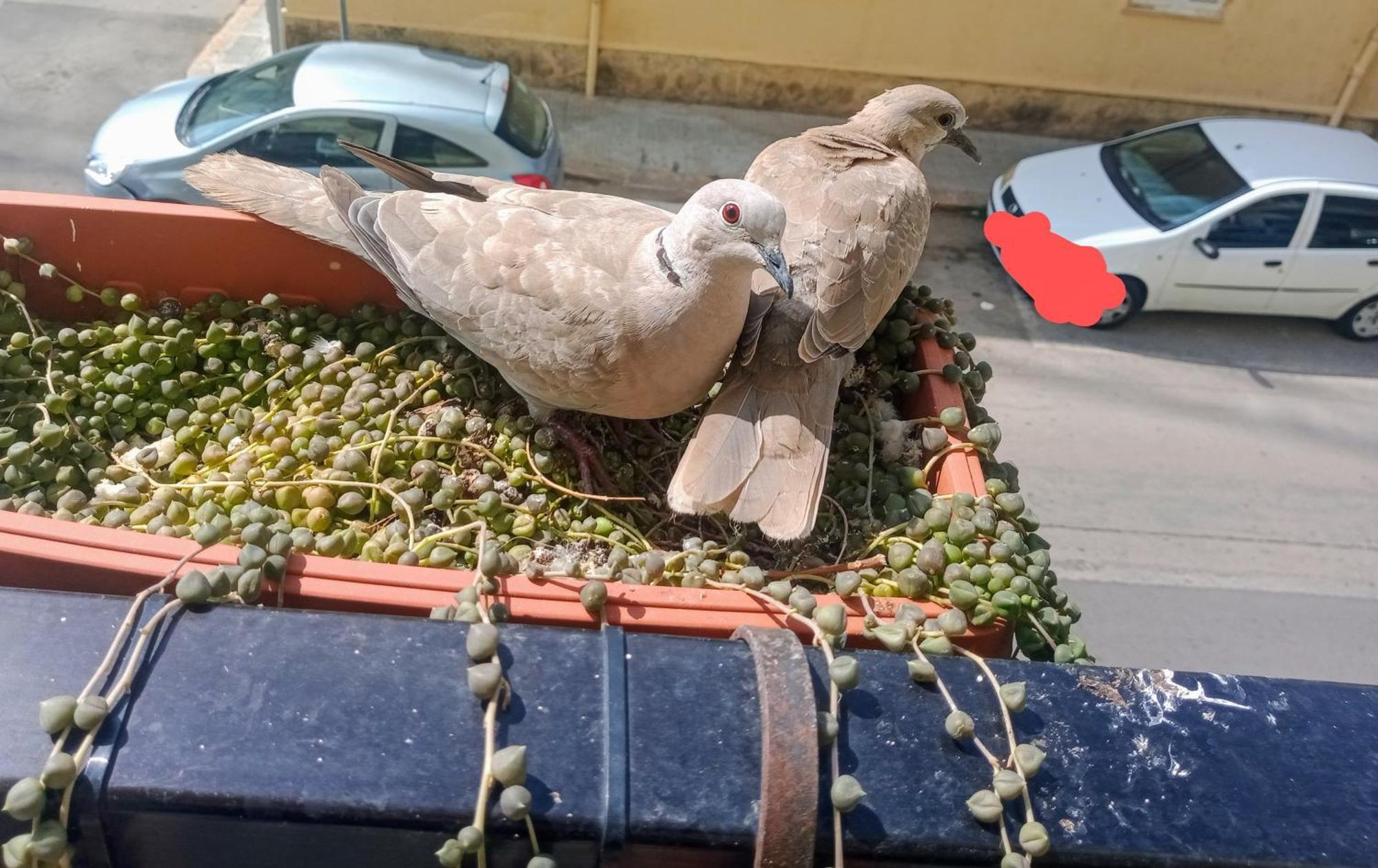 Appartamento Quedar-Se A L'Alguer Esterno foto