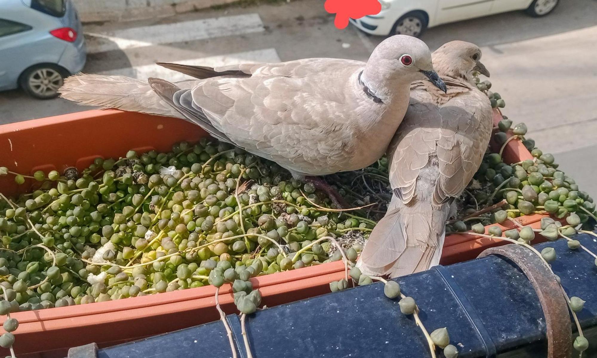 Appartamento Quedar-Se A L'Alguer Esterno foto
