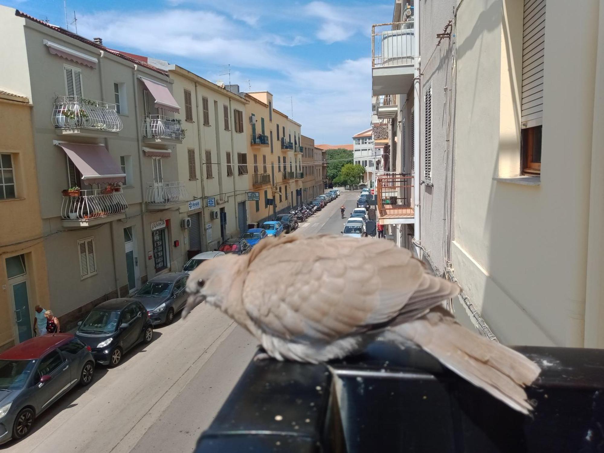 Appartamento Quedar-Se A L'Alguer Esterno foto