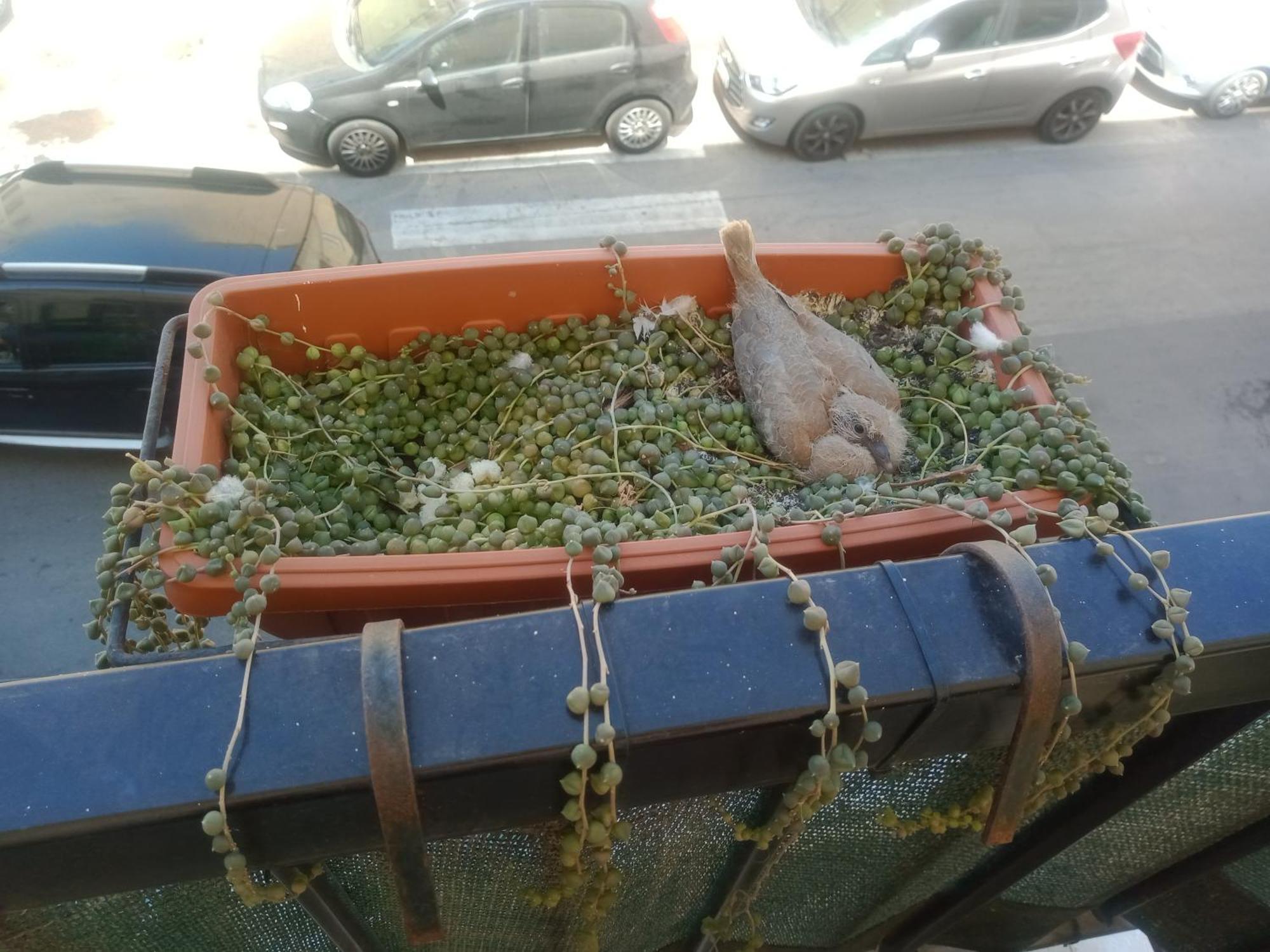 Appartamento Quedar-Se A L'Alguer Esterno foto