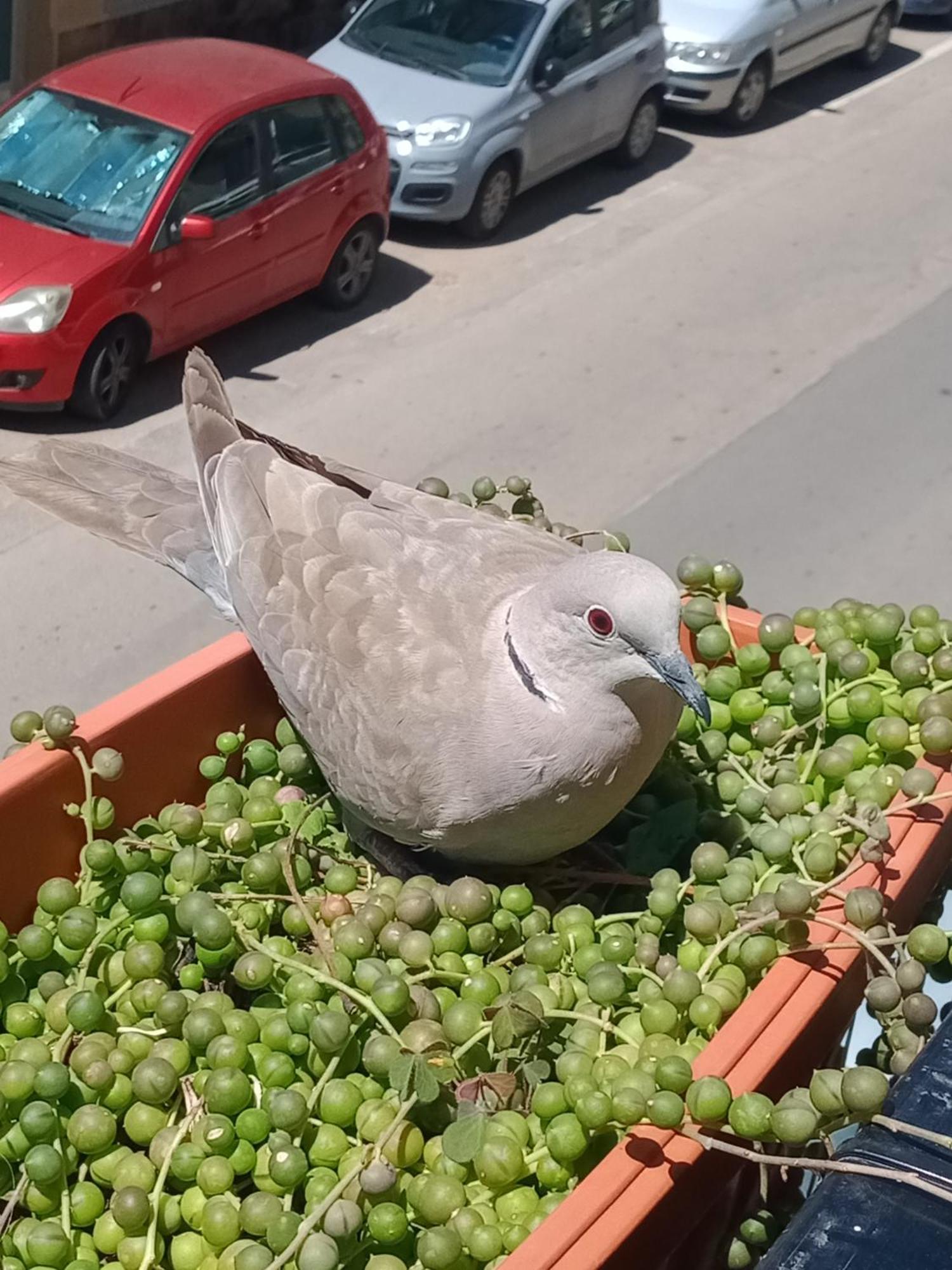 Appartamento Quedar-Se A L'Alguer Esterno foto